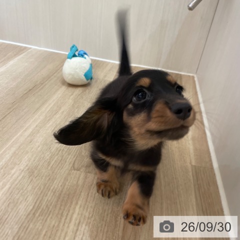 大阪府のミニチュアダックスフンド(ロング) (ペットプラス 大阪ドームシティ店/2026年7月29日生まれ/女の子/ブラックタン)の子犬の4枚目の画像