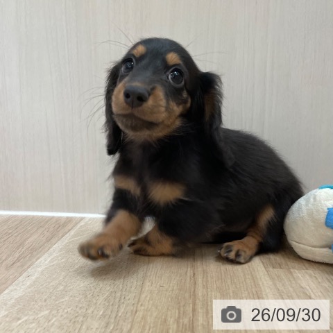 大阪府のミニチュアダックスフンド(ロング) (ペットプラス 大阪ドームシティ店/2026年7月29日生まれ/女の子/ブラックタン)の子犬の3枚目の画像