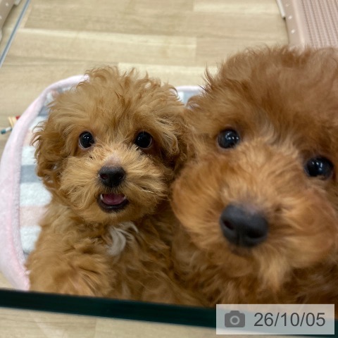 福岡県のトイプードル(トイ) (ペットプラス 春日店/2026年7月15日生まれ/男の子/アプリコット)の子犬の4枚目の画像