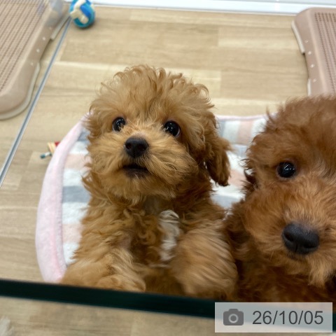 福岡県のトイプードル(トイ) (ペットプラス 春日店/2026年7月15日生まれ/男の子/アプリコット)の子犬の3枚目の画像