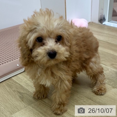 宮崎県のトイプードル(トイ) (ペットプラス 宮崎店/2026年7月16日生まれ/男の子/アプリコット)の子犬の4枚目の画像