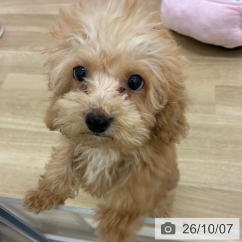 宮崎県のトイプードル(トイ) (ペットプラス 宮崎店/2026年7月16日生まれ/男の子/アプリコット)の子犬の3枚目の画像