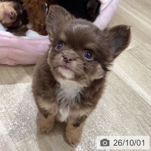 チワワの写真