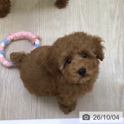 沖縄県のトイプードル(トイ) (ペットプラス 沖縄ライカム店/2026年7月26日生まれ/男の子/レッド)の子犬の4枚目の画像