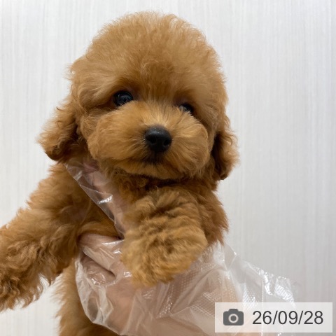 福岡県のトイプードル(トイ) (ペットプラス 八幡東店/2026年7月18日生まれ/女の子/レッド)の子犬の4枚目の画像