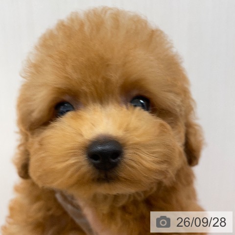 福岡県のトイプードル(トイ) (ペットプラス 八幡東店/2026年7月18日生まれ/女の子/レッド)の子犬の3枚目の画像