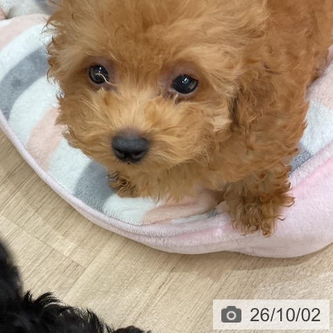 福岡県のトイプードル(トイ) (ペットプラス 八幡東店/2026年7月18日生まれ/女の子/レッド)の子犬の4枚目の画像