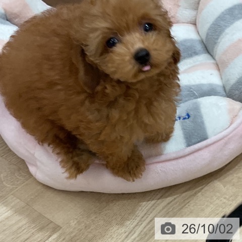 福岡県のトイプードル(トイ) (ペットプラス 八幡東店/2026年7月18日生まれ/女の子/レッド)の子犬の3枚目の画像