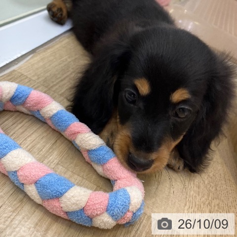 兵庫県のミニチュアダックスフンド(ロング) (ペットプラス 明石店/2026年7月29日生まれ/男の子/ブラックタン)の子犬の3枚目の画像