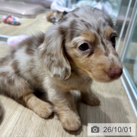 大阪府のミニチュアダックスフンド(ロング) (ペットプラス イオン大日店/2026年7月27日生まれ/女の子/チョコレートダップル)の子犬の3枚目の画像