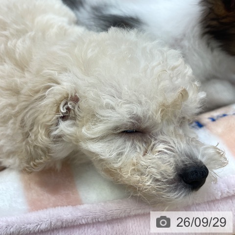 福岡県のトイプードル(トイ) (ペットプラス MARK IS 福岡ももち店/2026年7月29日生まれ/男の子/クリーム)の子犬の4枚目の画像