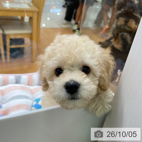 福岡県のトイプードル(トイ) (ペットプラス 黒崎店/2026年7月29日生まれ/女の子/クリーム)の子犬の4枚目の画像