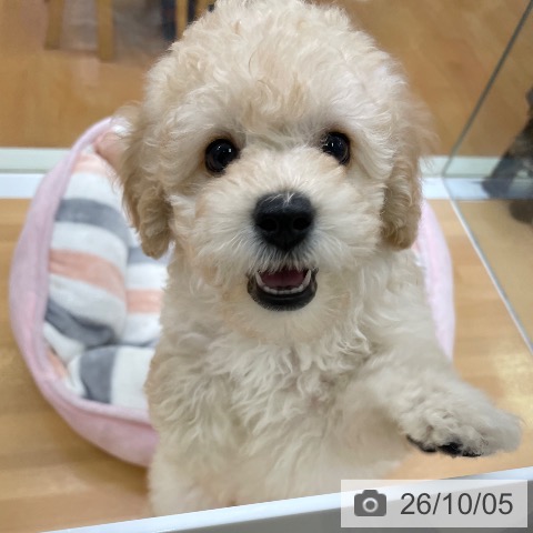 福岡県のトイプードル(トイ) (ペットプラス 黒崎店/2026年7月29日生まれ/女の子/クリーム)の子犬の3枚目の画像