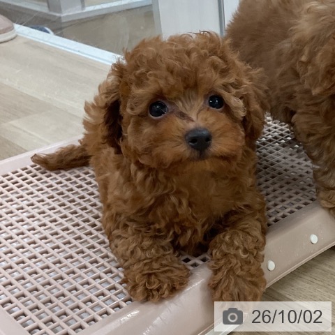 福岡県のトイプードル(トイ) (ペットプラス 八幡東店/2026年7月28日生まれ/女の子/レッド)の子犬の4枚目の画像