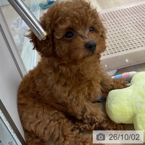 福岡県のトイプードル(トイ) (ペットプラス 八幡東店/2026年7月28日生まれ/女の子/レッド)の子犬の3枚目の画像