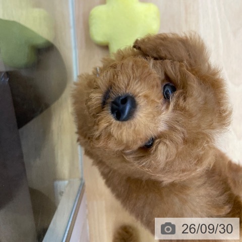 福岡県のトイプードル(トイ) (ペットプラス 福岡店/2026年7月26日生まれ/男の子/レッド)の子犬の4枚目の画像