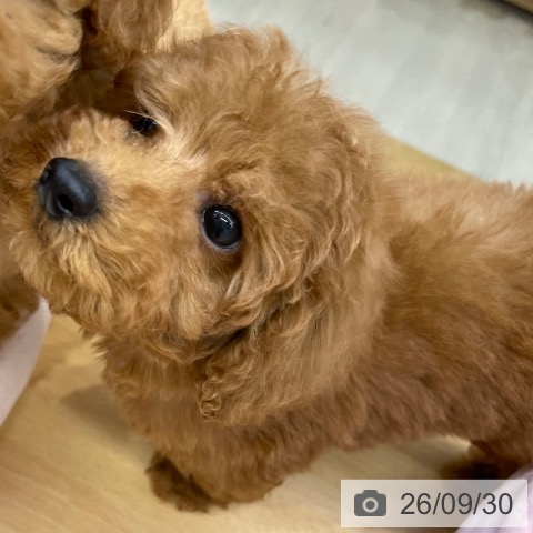 福岡県のトイプードル(トイ) (ペットプラス 福岡店/2026年7月26日生まれ/男の子/レッド)の子犬の3枚目の画像