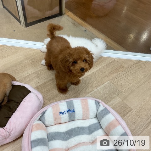福岡県のトイプードル(トイ) (ペットプラス 春日店/2026年7月26日生まれ/男の子/レッド)の子犬の3枚目の画像