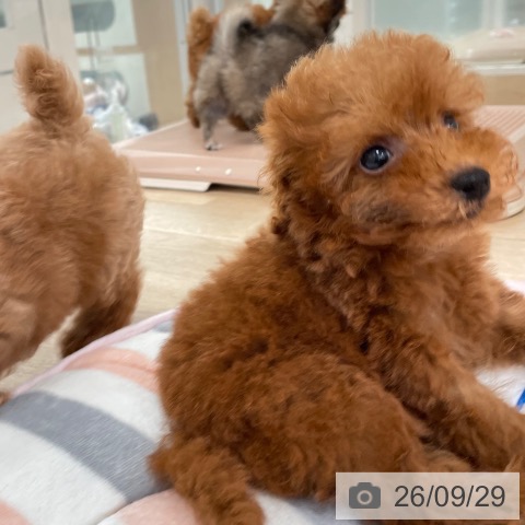 福岡県のトイプードル(トイ) (ペットプラス ららぽーと福岡店/2026年7月26日生まれ/男の子/レッド)の子犬の4枚目の画像
