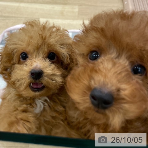 福岡県のトイプードル(トイ) (ペットプラス 春日店/2026年7月26日生まれ/男の子/レッド)の子犬の4枚目の画像