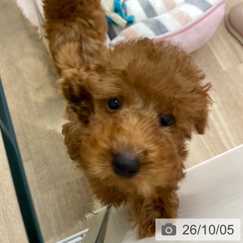 福岡県のトイプードル(トイ) (ペットプラス 春日店/2026年7月26日生まれ/男の子/レッド)の子犬の3枚目の画像
