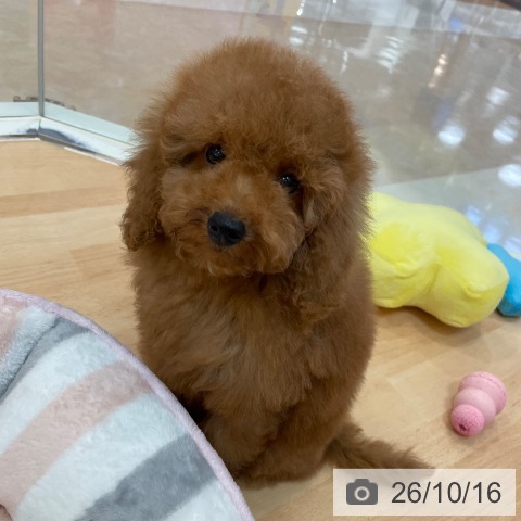 福岡県のトイプードル(トイ) (ペットプラス 福岡伊都店/2026年7月26日生まれ/女の子/レッド)の子犬の3枚目の画像