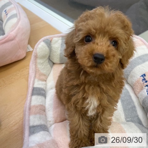 福岡県のトイプードル(トイ) (ペットプラス 福岡店/2026年7月28日生まれ/男の子/レッド)の子犬の4枚目の画像