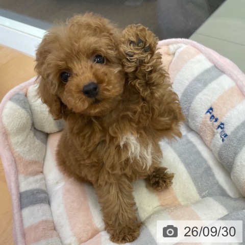 福岡県のトイプードル(トイ) (ペットプラス 福岡店/2026年7月28日生まれ/男の子/レッド)の子犬の3枚目の画像