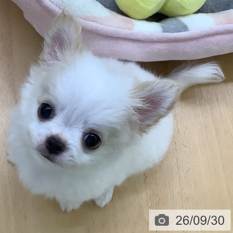 チワワの写真