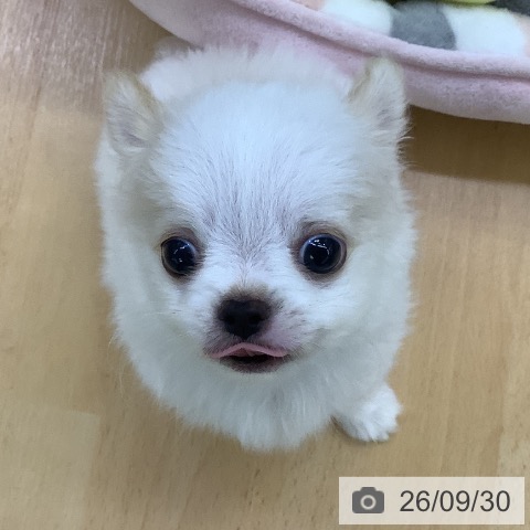 チワワの写真