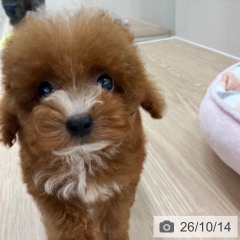 長崎県のトイプードル(トイ) (ペットプラス 長崎店/2026年7月16日生まれ/女の子/レッド)の子犬の3枚目の画像