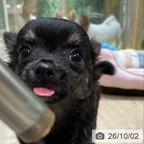 チワワの写真