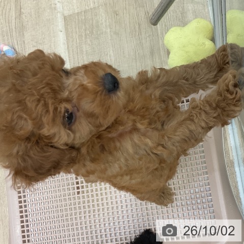 福岡県のトイプードル(トイ) (ペットプラス 八幡東店/2026年7月29日生まれ/男の子/アプリコット)の子犬の4枚目の画像