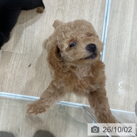 福岡県のトイプードル(トイ) (ペットプラス 八幡東店/2026年7月29日生まれ/男の子/アプリコット)の子犬の3枚目の画像