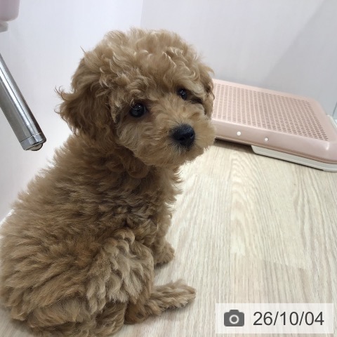 沖縄県のトイプードル(トイ) (ペットプラス 沖縄ライカム店/2026年7月29日生まれ/女の子/アプリコット)の子犬の4枚目の画像