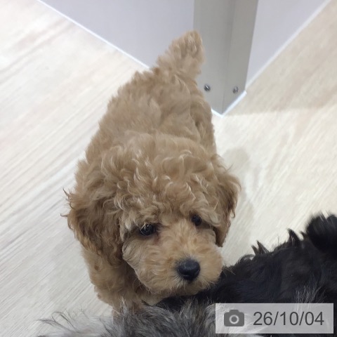 沖縄県のトイプードル(トイ) (ペットプラス 沖縄ライカム店/2026年7月29日生まれ/女の子/アプリコット)の子犬の3枚目の画像