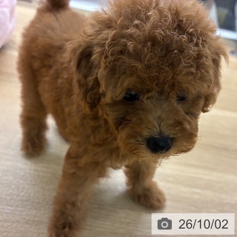 宮崎県のトイプードル(トイ) (ペットプラス 宮崎店/2026年7月29日生まれ/女の子/アプリコット)の子犬の4枚目の画像