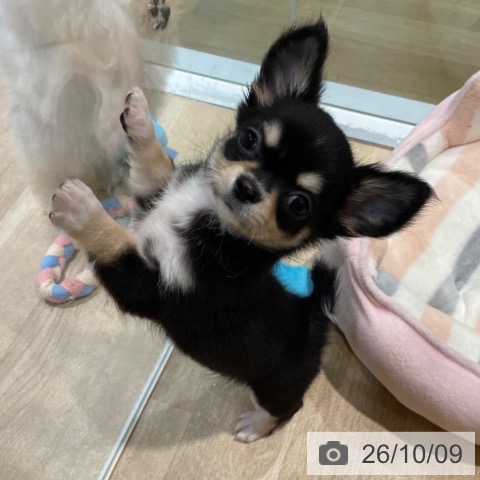 チワワの写真