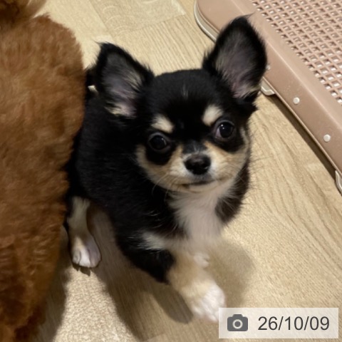 チワワの写真