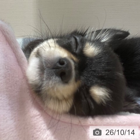 チワワの写真