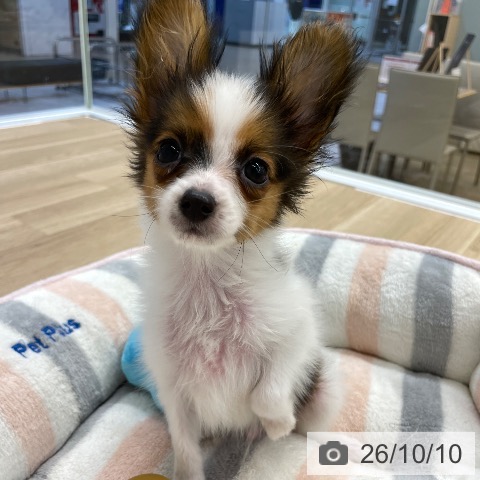 福岡県のパピヨン (ペットプラス 春日店/2026年7月27日生まれ/男の子/ホワイトレッド)の子犬の4枚目の画像
