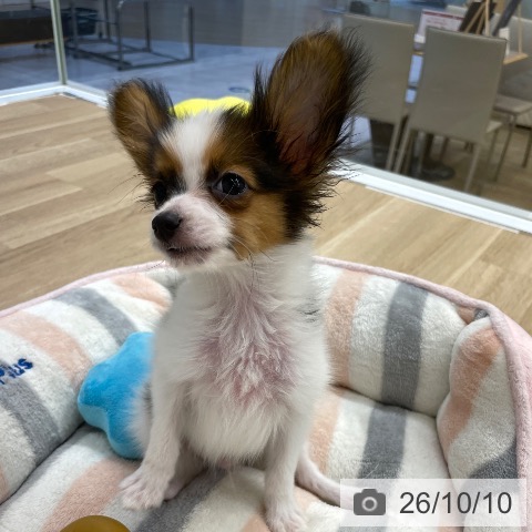福岡県のパピヨン (ペットプラス 春日店/2026年7月27日生まれ/男の子/ホワイトレッド)の子犬の3枚目の画像