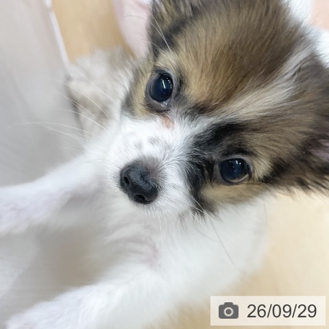 福岡県のパピヨン (ペットプラス MARK IS 福岡ももち店/2026年7月27日生まれ/男の子/ホワイトレッド)の子犬の4枚目の画像