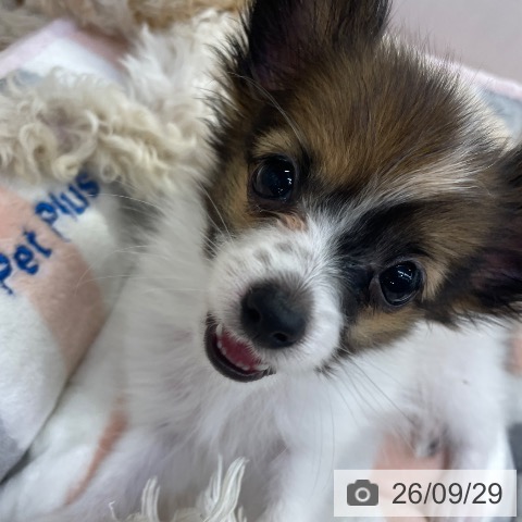 福岡県のパピヨン (ペットプラス MARK IS 福岡ももち店/2026年7月27日生まれ/男の子/ホワイトレッド)の子犬の3枚目の画像