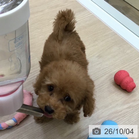 沖縄県のトイプードル(トイ) (ペットプラス 沖縄ライカム店/2026年7月29日生まれ/男の子/レッド)の子犬の4枚目の画像