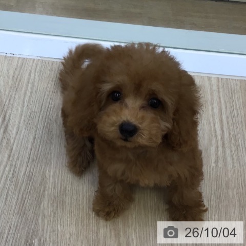 沖縄県のトイプードル(トイ) (ペットプラス 沖縄ライカム店/2026年7月29日生まれ/男の子/レッド)の子犬の3枚目の画像