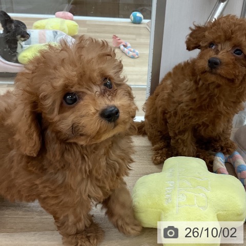 福岡県のトイプードル(トイ) (ペットプラス 八幡東店/2026年7月29日生まれ/男の子/レッド)の子犬の4枚目の画像