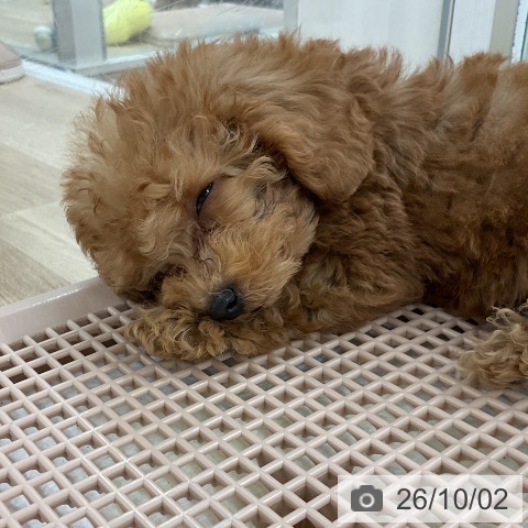 福岡県のトイプードル(トイ) (ペットプラス 八幡東店/2026年7月29日生まれ/男の子/レッド)の子犬の3枚目の画像
