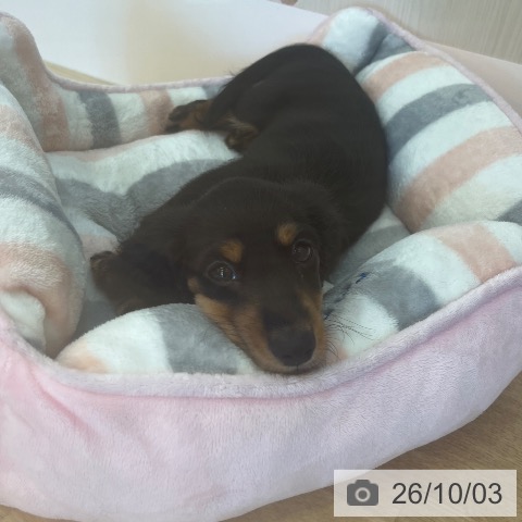 ミニチュア・ダックスフンドの写真