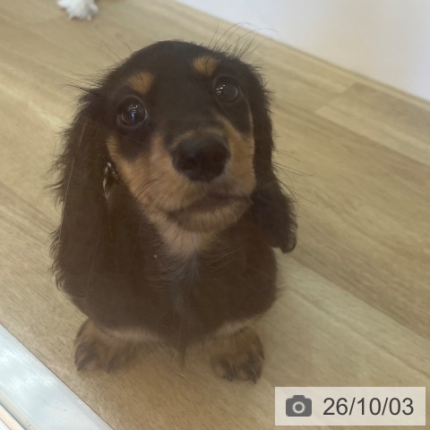 ミニチュア・ダックスフンドの写真